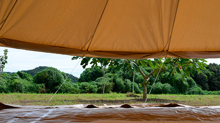 tent3